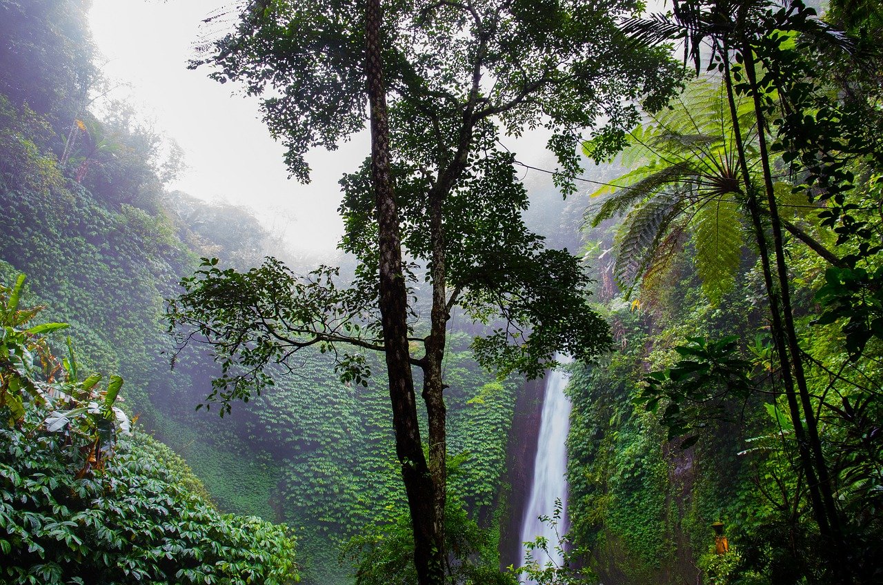 how-to-get-to-mindo-cloud-forest how-to-get-to-mindo-cloud-forest