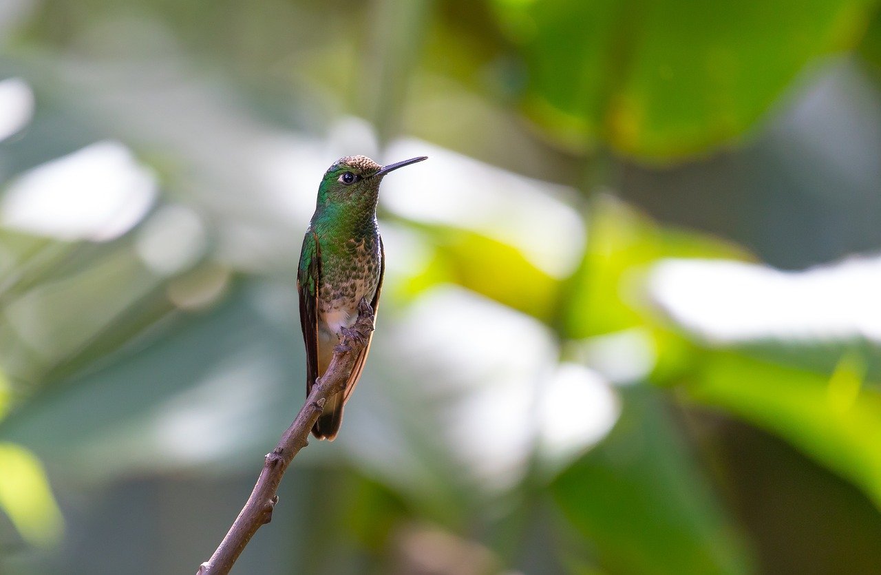 how-to-get-to-mindo-ecuador