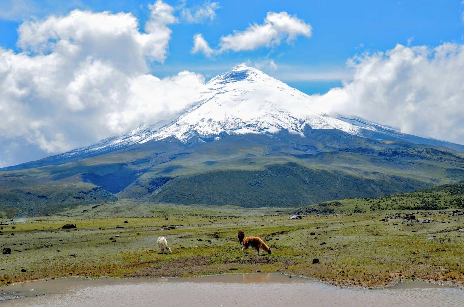 cotopaxi-alpaca-day-tour